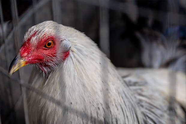 chicken